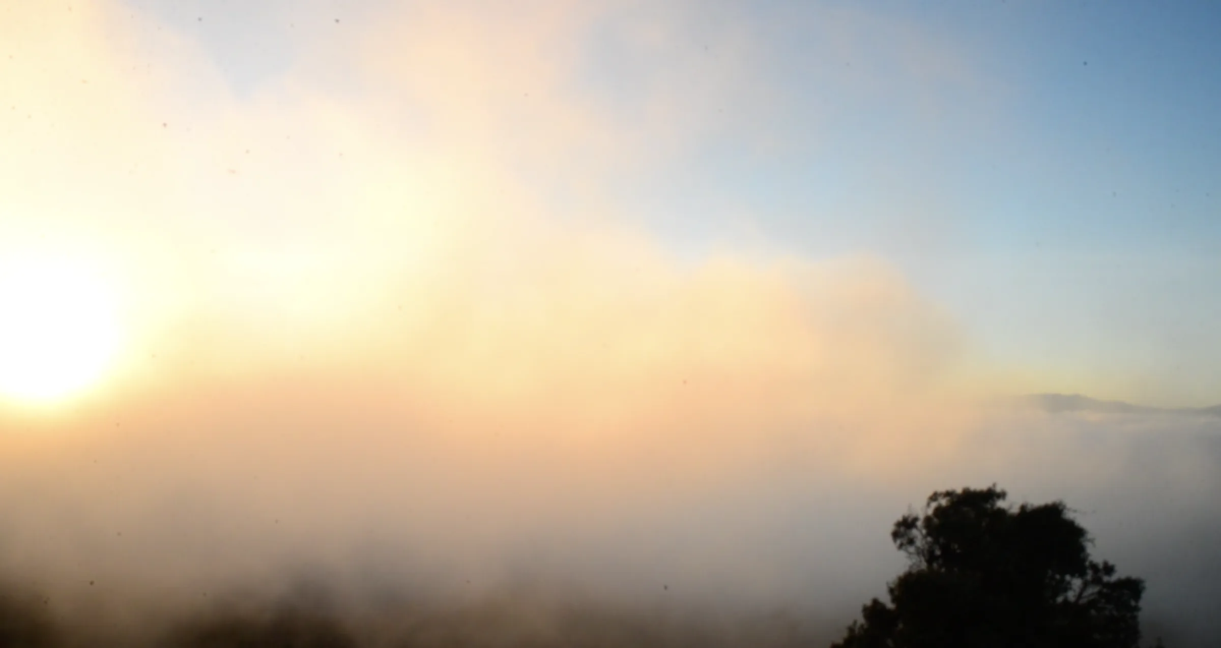 Dawn light breaking over a sea of fog, with a tree in silhouette