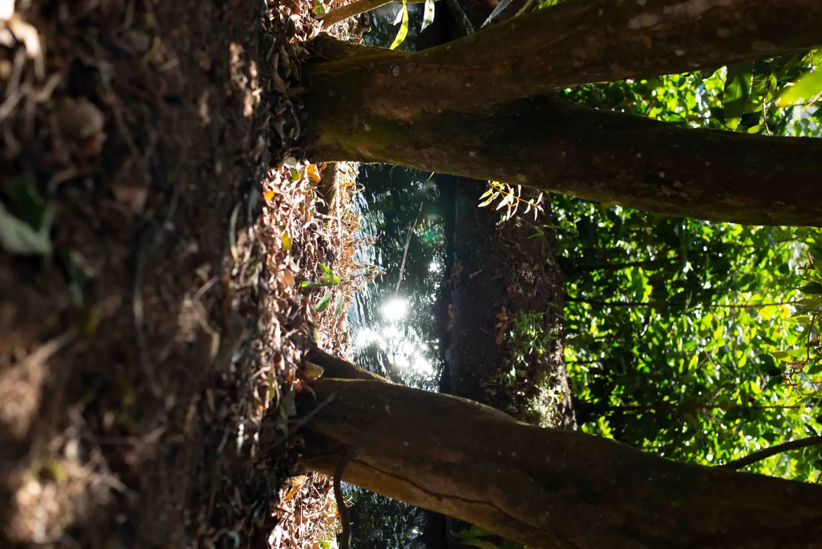 Sunlight on the water glimpsed through dense forest at Río Celeste